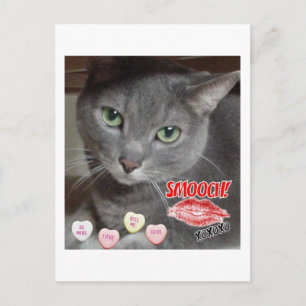 Valentine's Day Russian Blue Gray Cat Holiday Postcard
