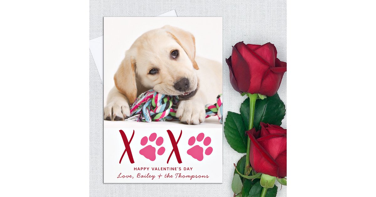 Valentines Day XOXO Cute Pet Puppy Dog Photo Holiday Card | Zazzle