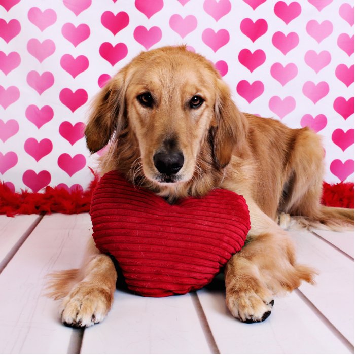 Valentines   Golden Retriever   JJ Cut Outs