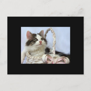 Valentine's Kitten ACEO Art Trading Card