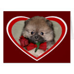 Valentine's pomeranian puppy