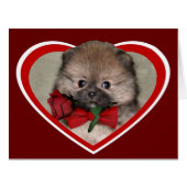 Valentine's pomeranian puppy (Front Horizontal)