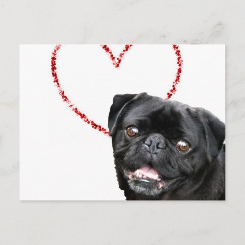 Valentines pug dog holiday postcard