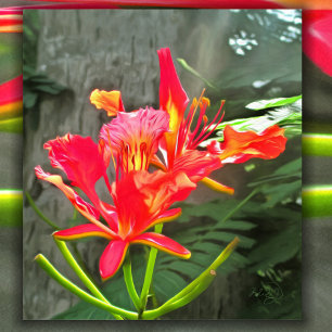 Vallarta Flaming Beauty 1583 Original Art Print