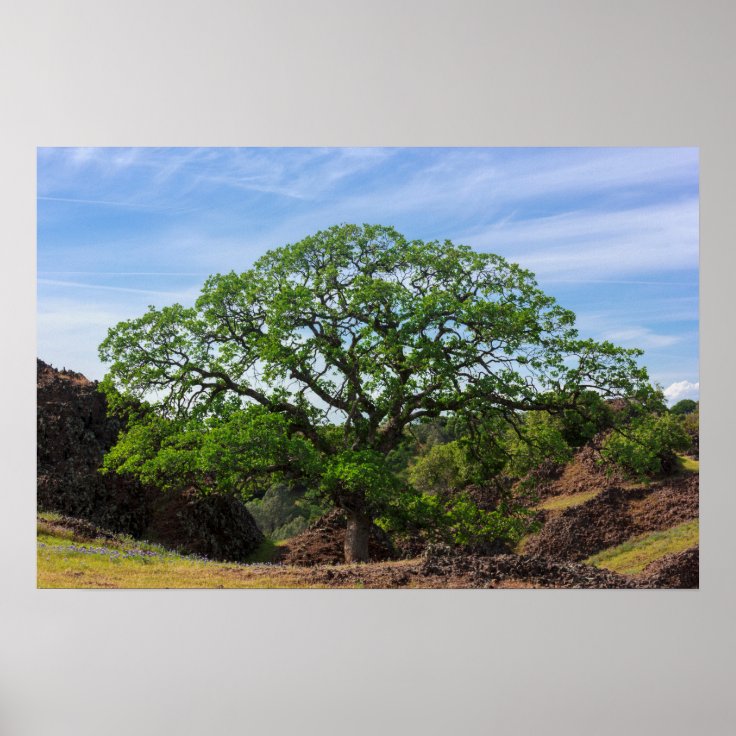 Valley Oak Tree Poster | Zazzle