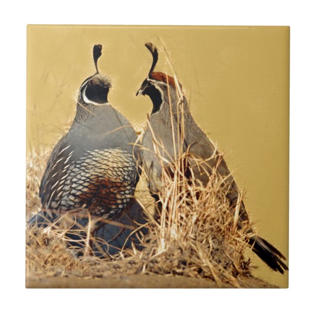 Valley Quail (California) Tile (Front)
