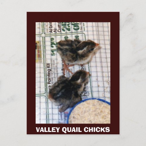 VALLEY QUAIL CHICKS POSTCARD