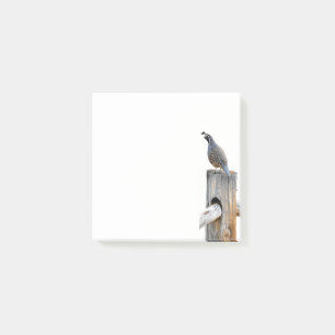 Valley Quail Photo 3x3 Notes Stationery