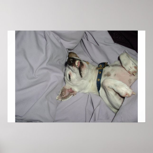 Vampire Dog Poster (Front)