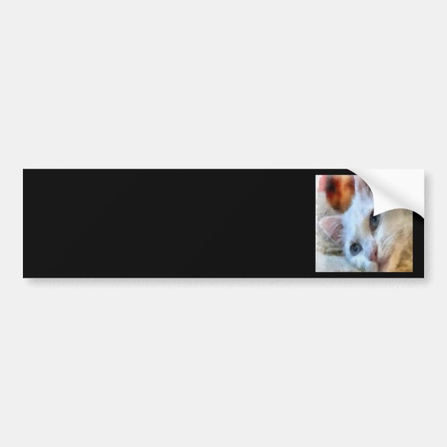 Van Cat With Blue Eyes Pet Portrait Bumper Sticker (Front)