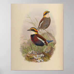 Van der Bosch's Pitta by John Gould Print