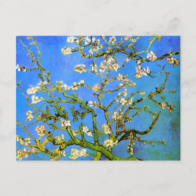 Van Gogh: Blossoming Almond Tree Branches Postcard (Front)