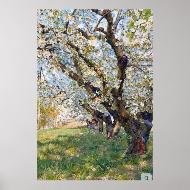Van Gogh Blossoming Apricot Trees Poster (Front)