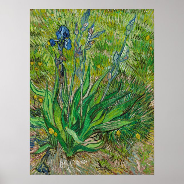 Van Gogh Irises - Classic Blue Floral Art Poster (Front)