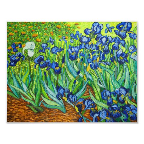 Van Gogh Irises Photo Print