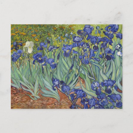 Van Gogh Irises Vintage Fine Art Floral Postcard