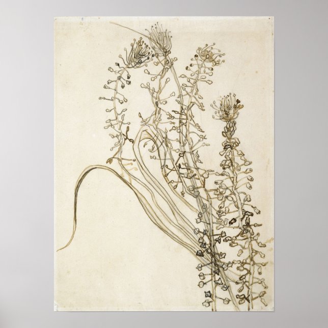 Van Gogh - Tassel Hyacinth Poster (Front)