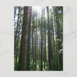 Vancover Island Forest Postcard