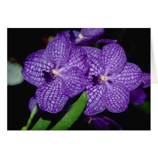 Vanda flowers cards (Front Horizontal)