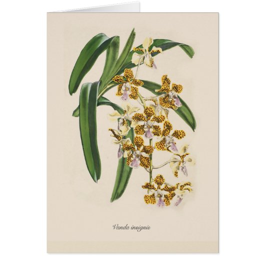 Vanda insignis cards (Front)