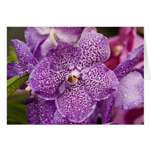 Vanda Orchid Cards (Front Horizontal)