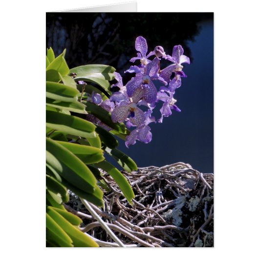 Vanda Orchid Cards (Front)