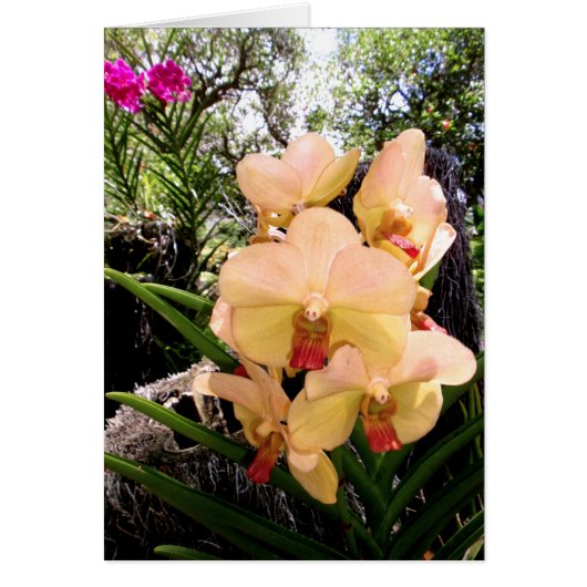 Vanda Orchid Cards (Front)