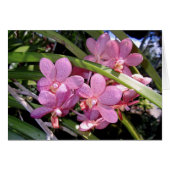 Vanda Orchids (Front Horizontal)