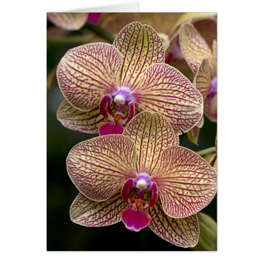 Vanda Orchids Blank Card (Front)