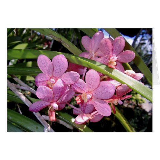 Vanda Orchids Cards (Front Horizontal)
