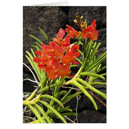 Vanda Orchids Cards (Front)