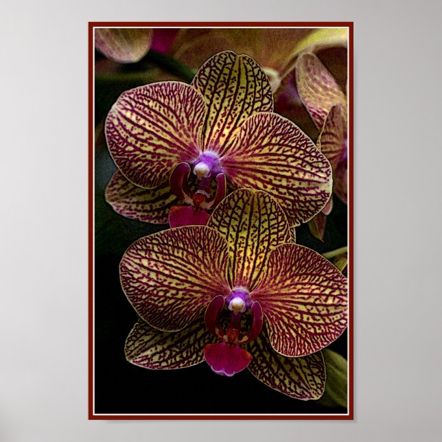 Vanda Orchids Poster (Front)