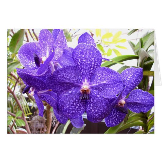 Vanda Pachara Orchid Cards (Front Horizontal)