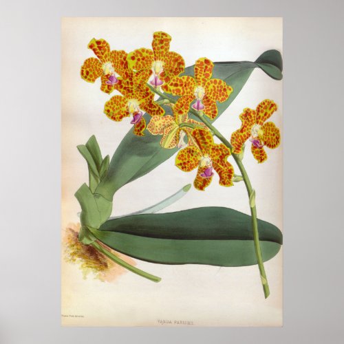 Vanda Parishii Orange Vintage Lindenia Orchid Poster