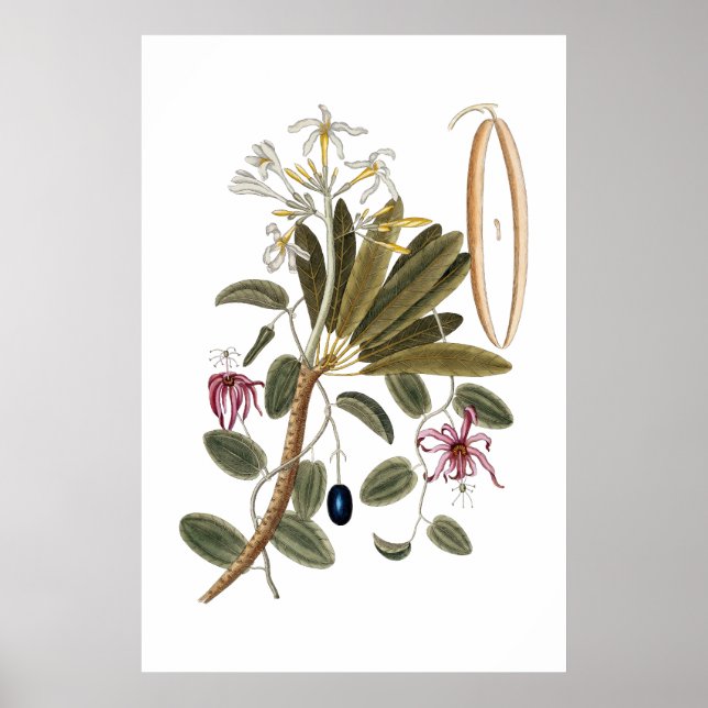 Vanilla botanical poster (Front)