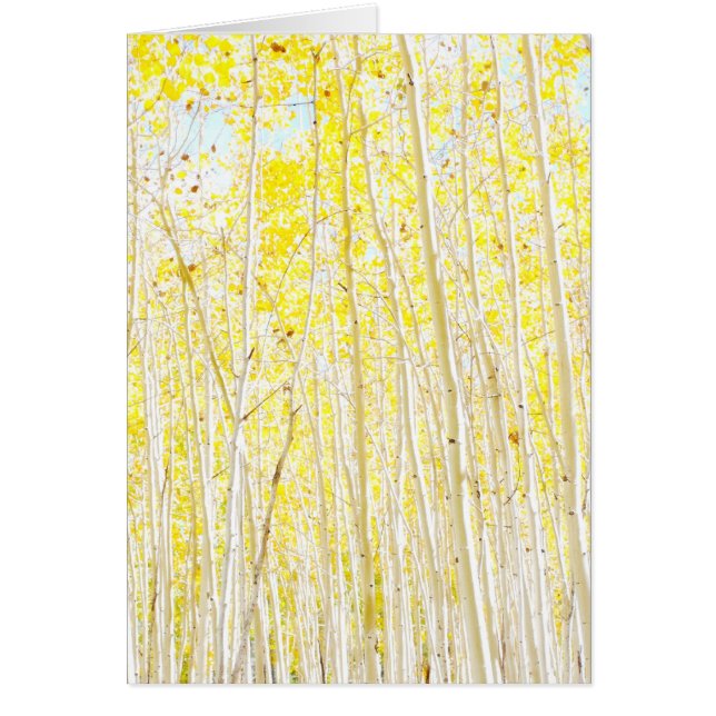 Vanilla Cake Aspen trees Cards (Front)