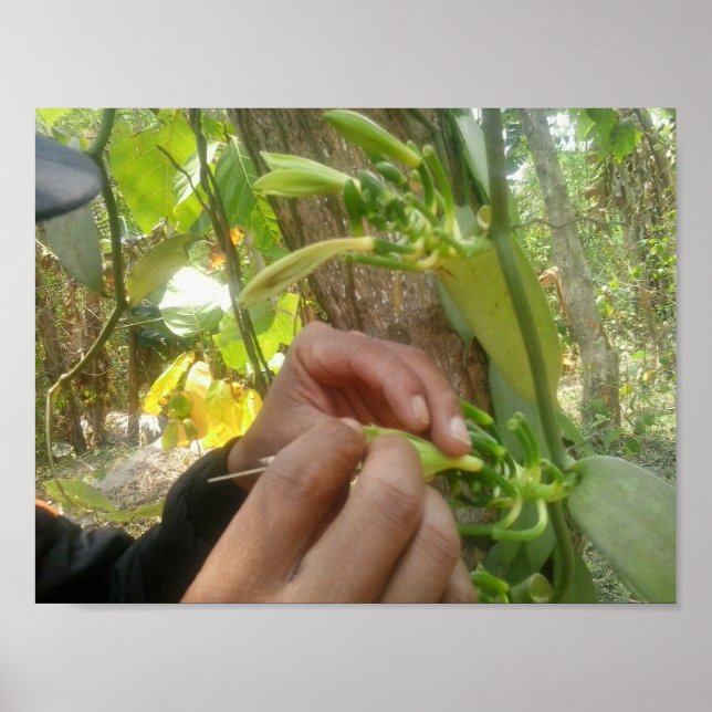 Vanilla Flower Pollination Poster (Front)