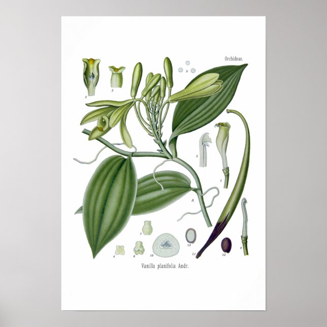 Vanilla orchid poster (Front)