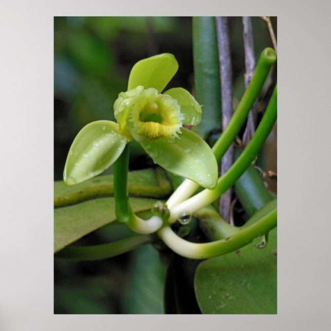 Vanilla Orchid Poster (Front)