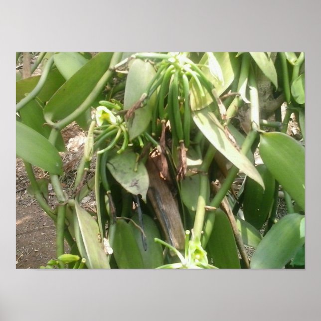 Vanilla Planifolia Orchid Poster (Front)