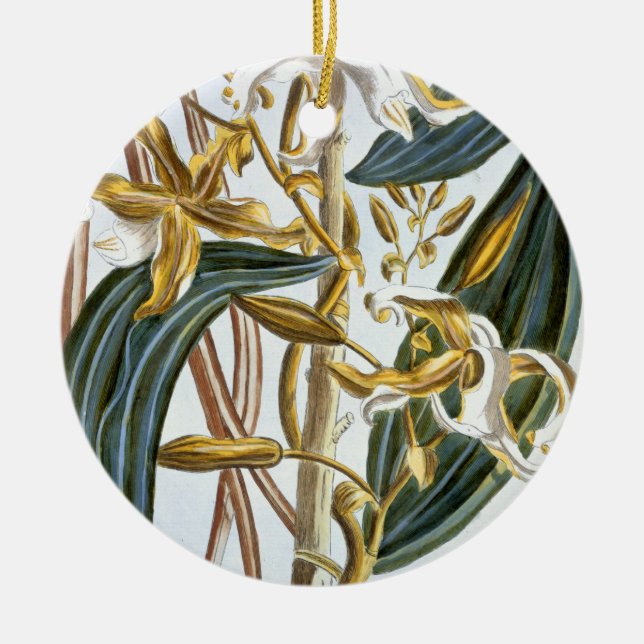 Vanilla pods, plate 65, from 'Collection Precieuse Ceramic Ornament (Front)