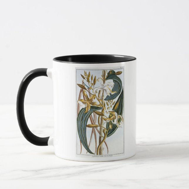 Vanilla pods, plate 65, from 'Collection Precieuse Mug (Left)