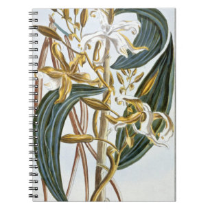 Vanilla pods, plate 65, from 'Collection Precieuse Notebook