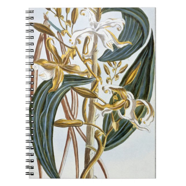 Vanilla pods, plate 65, from 'Collection Precieuse Notebook (Front)
