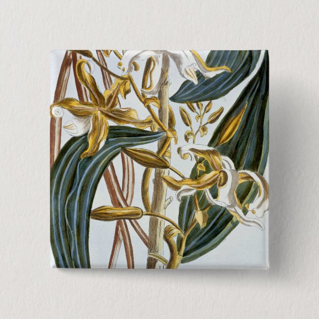 Vanilla pods, plate 65, from 'Collection Precieuse Pinback Button (Front)