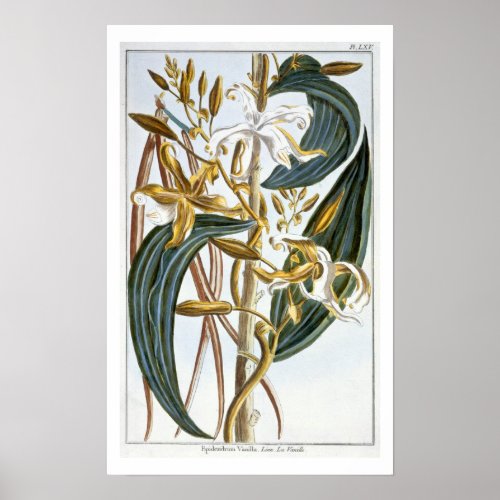 Vanilla pods plate 65 from Collection Precieuse Poster