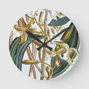 Vanilla pods, plate 65, from 'Collection Precieuse Round Clock