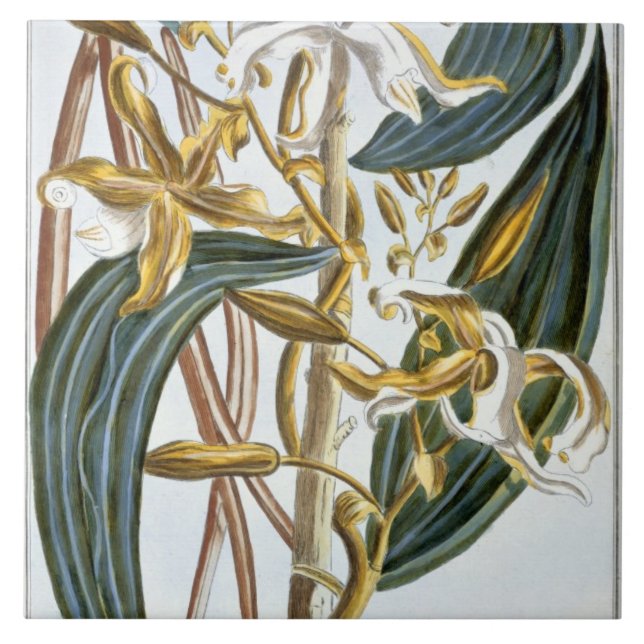 Vanilla pods, plate 65, from 'Collection Precieuse Tile (Front)
