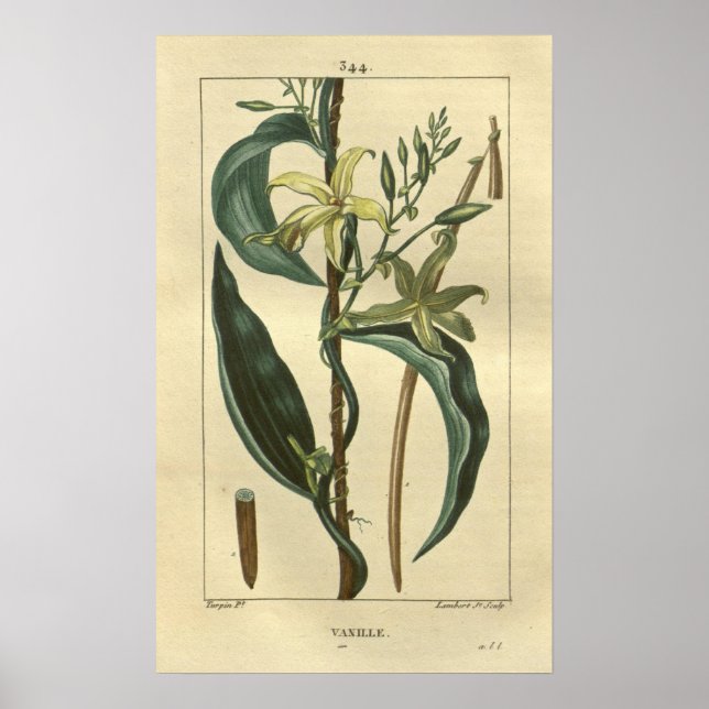 VANILLE, Vanilla Plant Print (Front)