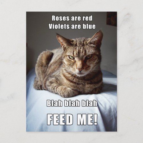 Vanlentine Cat Feed Me poem Postcard